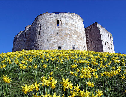 Clifford Tower stands on its grassy hill that is full of yellow daffodils.